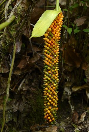 Pictured in Rio Escondido, Baja Verapaz, Guatemala Image Copyright © 2014 by Frederic Muller