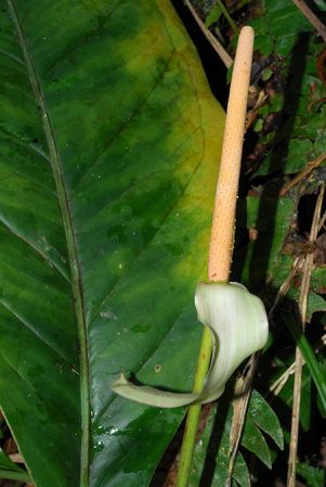 Croat 104082, pictured in Carchi, Ecuador Image Copyright © 2013 by David Scherberich