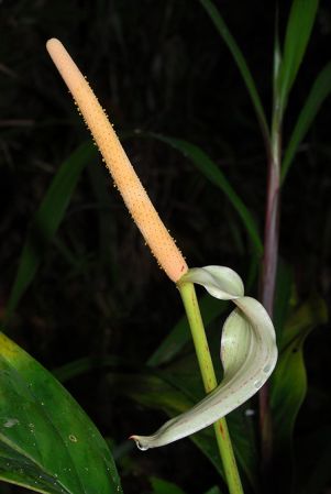 Croat 104082, pictured in Carchi, Ecuador Image Copyright © 2013 by David Scherberich
