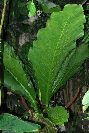 Pictured in the Botanischer Garten der Universitat Göttingen (Germany) Image Copyright © 2011 by David Scherberich