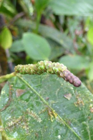 Pictured in La Planada Reserve, Narino, Colombia Image Copyright © 2018 by Bruce Dunstan