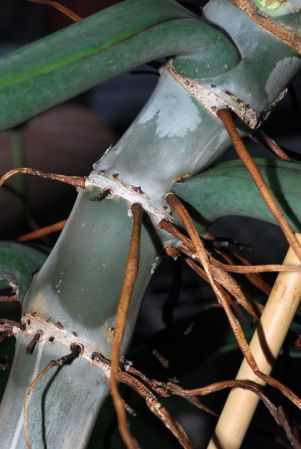 Thompson 4789, pictured in Royal Botanic Gardens, Kew Image Copyright © 2012 by David Scherberich