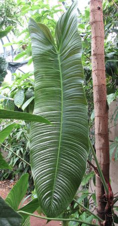 HBG 95949 pictured in Huntington Botanical Garden Image Copyright © 2019 by Dylan Hannon