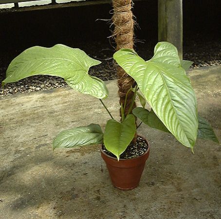 Pictured at the Jardin Botanique du Montet (Nancy, France) Image Copyright © 2003 by David Scherberich