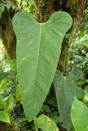 Pictured in La Planada Reserve, Narino, Colombia Image Copyright © 2018 by Bruce Dunstan