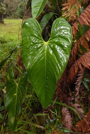 Pictured in La Planada Reserve, Narino, Colombia Image Copyright © 2018 by Bruce Dunstan