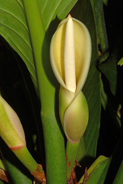 文件:PhiloacutifoliumCroat105670 03.jpg