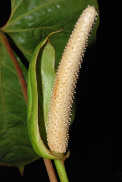 文件:AnthECU070771 03.jpg