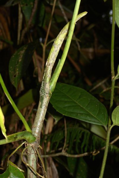 文件:AnthbreviscapumCroat 01.jpg