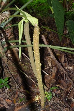 Pictured in cultivation in Volcan, Panama Image Copyright © 2016 by Carla Black
