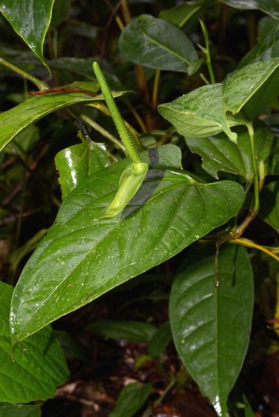 文件:AnthpatensCroat 01.jpg