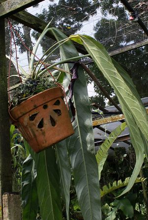 Image Copyright © 2011 by Calvin Chin