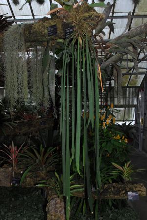 Pictured at the Jardin botanique de Montréal (Canada) Image Copyright © 2013 by David Scherberich