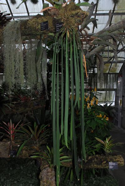 文件:AnthvittariifoliumMTJB 01.jpg