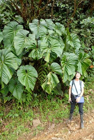 Pictured in Risaralda, Colombia Image Copyright © 2015 by Bruce Dunstan
