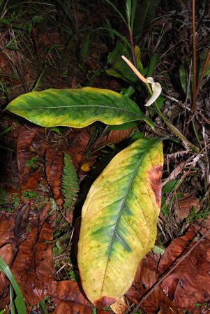 Croat 104082, pictured in Carchi, Ecuador Image Copyright © 2013 by David Scherberich