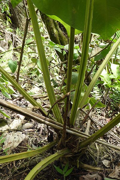 文件:AnthmagnificumBD 07.jpg