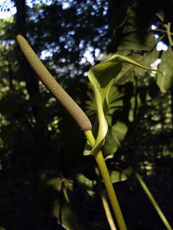 Pictured in Guatemala Image Copyright © 2009 by Fred Muller