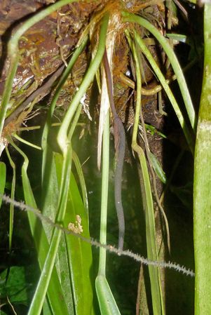 Pictured on Cerro Sapo, Darien (Panama) Image Copyright © 2015 by Bruce Dunstan