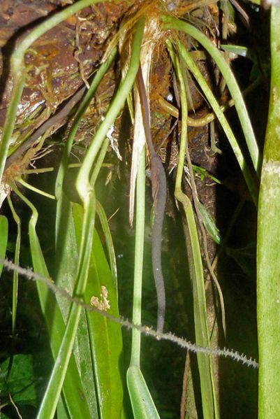 文件:AnthpendensBD 02.jpg