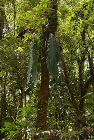 Croat 105648 pictured near Muyuna, Napo/Ecuador Image Copyright © 2015 by David Scherberich