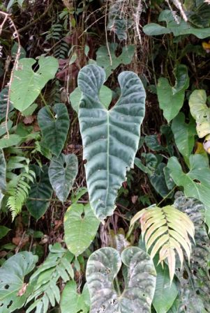 Pictured in Risaralda, Colombia Image Copyright © 2015 by Bruce Dunstan