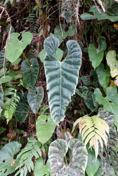 文件:AnthrecavumBD 03.jpg