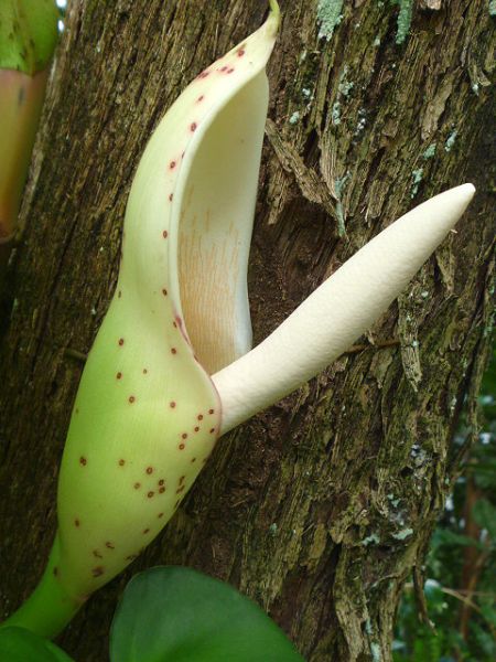 文件:Philocorreae 04.jpg