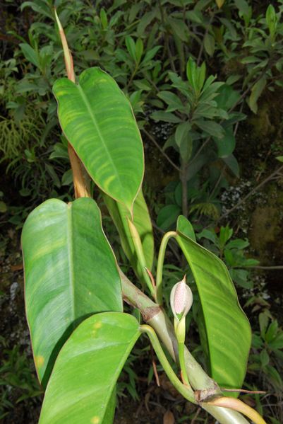 文件:Philooligospermum 08.jpg