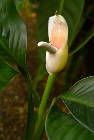 Croat 105592 from Napo, Ecuador, pictured at the Jardin Botanique de Lyon (France) Image Copyright © 2019 by David Scherberich