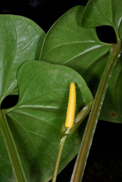 文件:Anthcerrocampanense 03.jpg