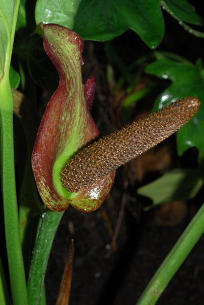 文件:Anthcotobrusii003330NCY 03.jpg