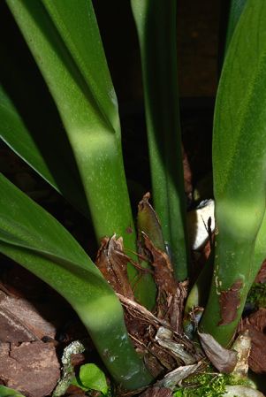 Mayo 1 from Rio de Janeiro, pictured in Royal Botanic Gardens, Kew Image Copyright © 2015 by David Scherberich