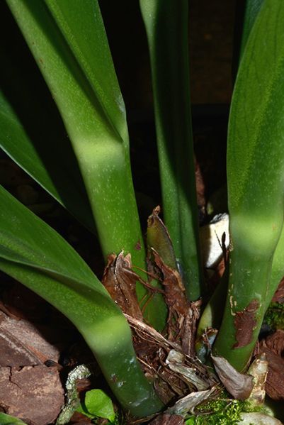 文件:Anthsolitarium1977-1439K 06.jpg