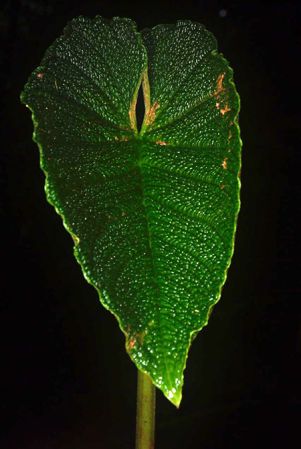 Pictured in Chocó, Colombia Image Copyright © 2020 by Frederic Muller