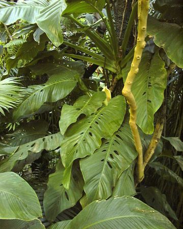 Pictured at the Jardin Botanique du Montet (Nancy, France) Image Copyright © 2003 by David Scherberich