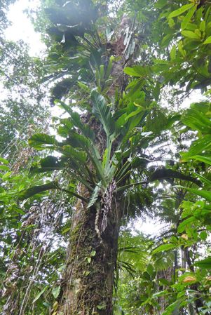 Pictured in Siquirres, Limon, Costa Rica Image Copyright © 2016 by Bruce Dunstan