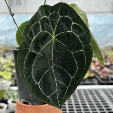 水晶盾叶