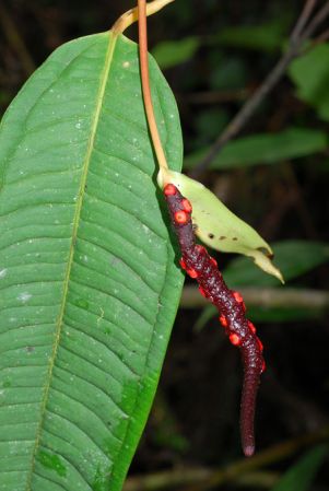 Croat 104219, pictured in Carchi, Ecuador Image Copyright © 2013 by David Scherberich