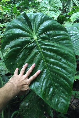 Pictured in Huanuco, Peru Image Copyright © 2020 by Fred Muller