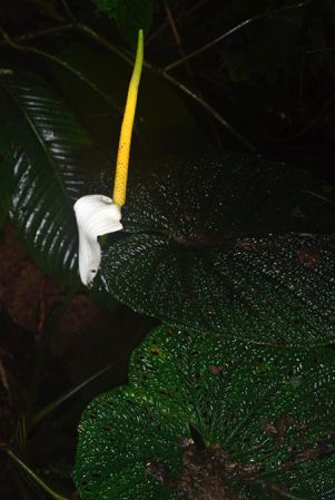 Pictured in Chocó, Colombia Image Copyright © 2020 by Frederic Muller