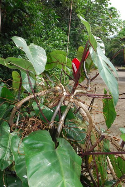 文件:Philoerubescens 03.jpg