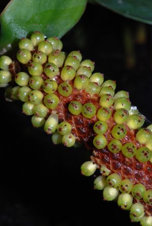 Pictured at the Jardin Botanique de Lyon (France) Image Copyright © 2012 by David Scherberich