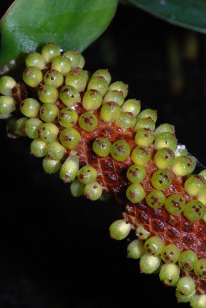 文件:AnthBRE020589 03.jpg