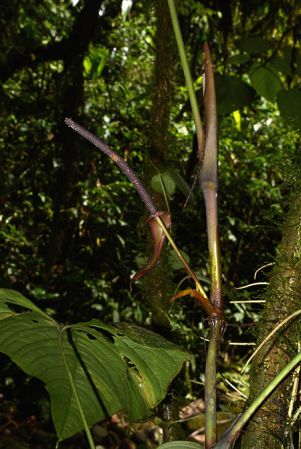 Croat 105494 pictured near El Chaco, Napo (Ecuador) Image Copyright © 2015 by David Scherberich