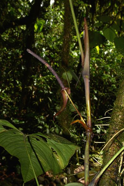 文件:AnthbreviscapumCroat 05.jpg