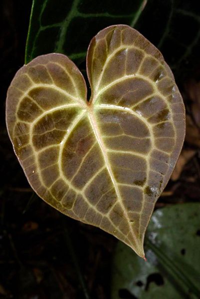 文件:AnthclarinerviumFM 08.jpg