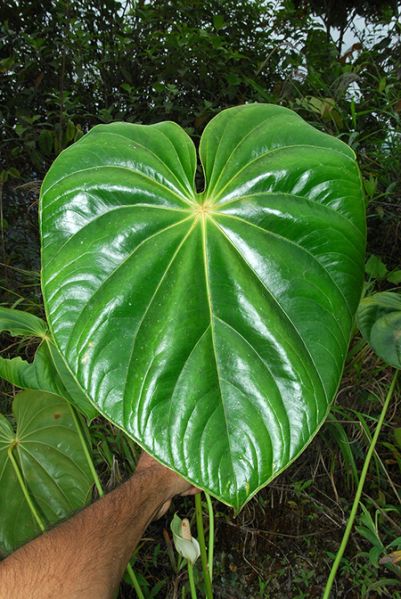 文件:AnthhartleyianumCroat 01.jpg