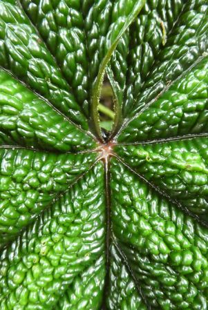 Pictured in Nutibara, Antioquia, Colombia Image Copyright © 2019 by Bruce Dunstan