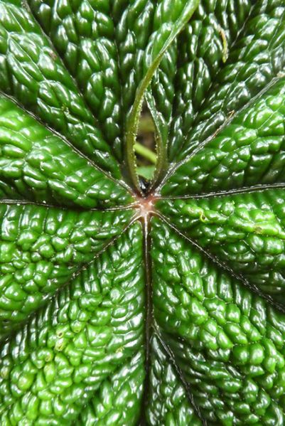 文件:AnthnutibarenseBD 05.jpg